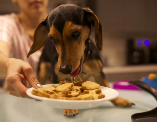 Trick or Treats for Pets