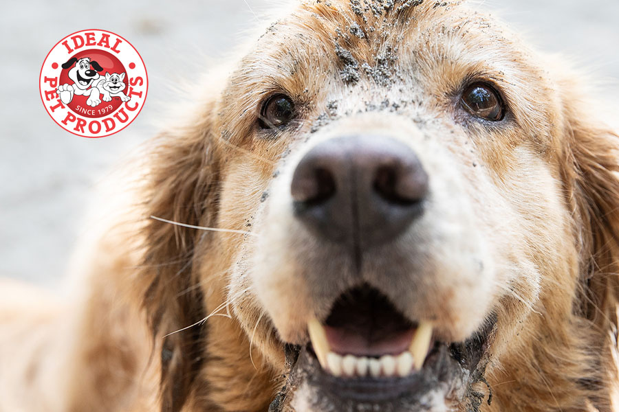 A good dog living its best life – dirt, smiles, and zero regrets